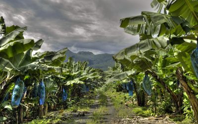 FEADER REGION GUADELOUPE