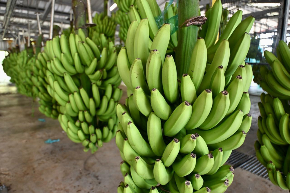 Les producteurs de Guadeloupe